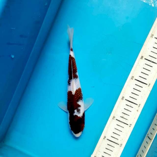 Budho goromo 25cm