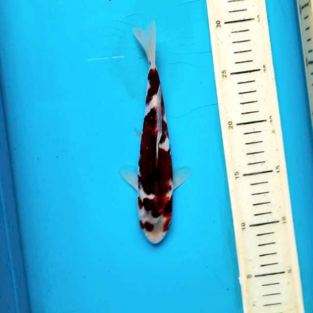 Goromo 21cm