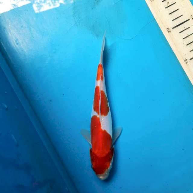Kohaku doit 18cm