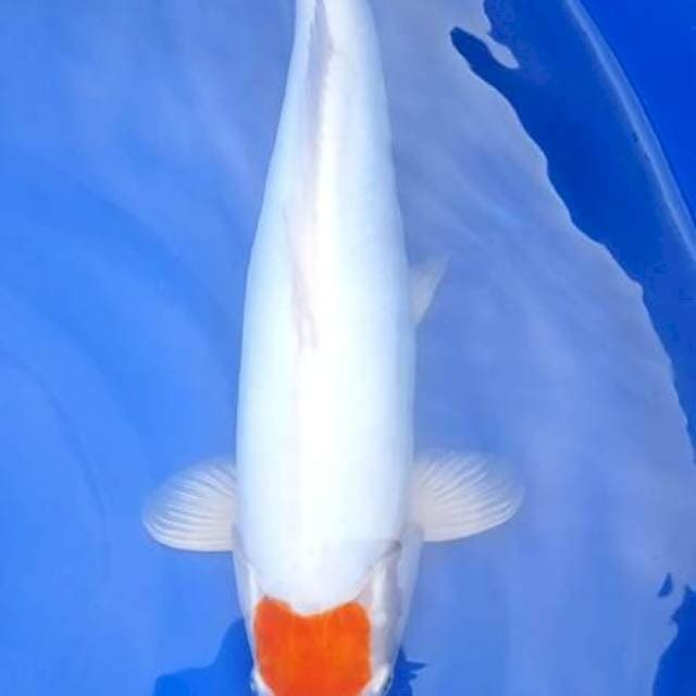 F1 Tanco Kohaku Doitsu Ori 45cm