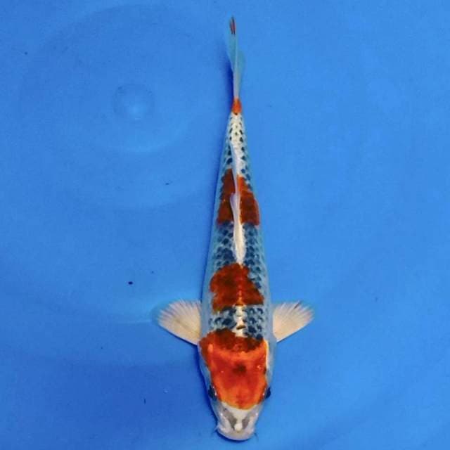 Maruthen kujaku 21cm