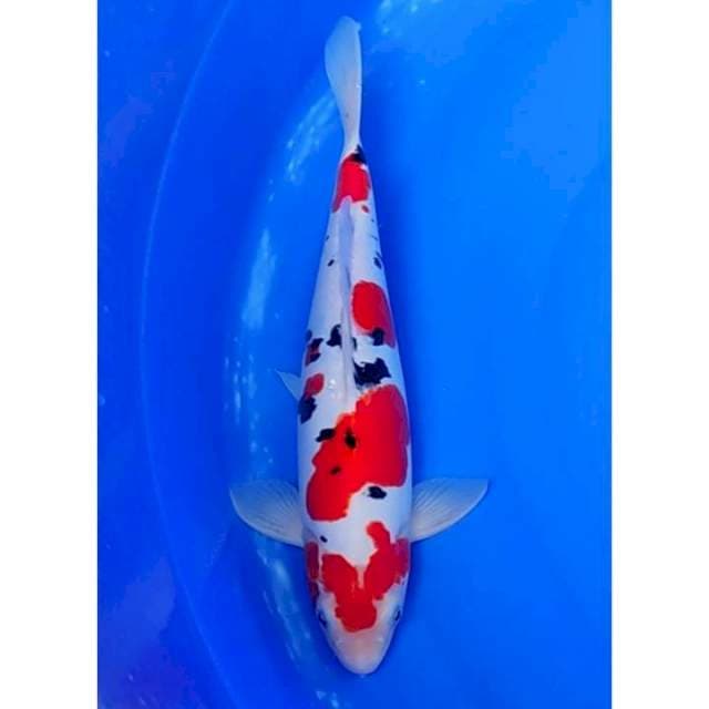 HQ Doitsu Sanke Red Strong 34cm (M)