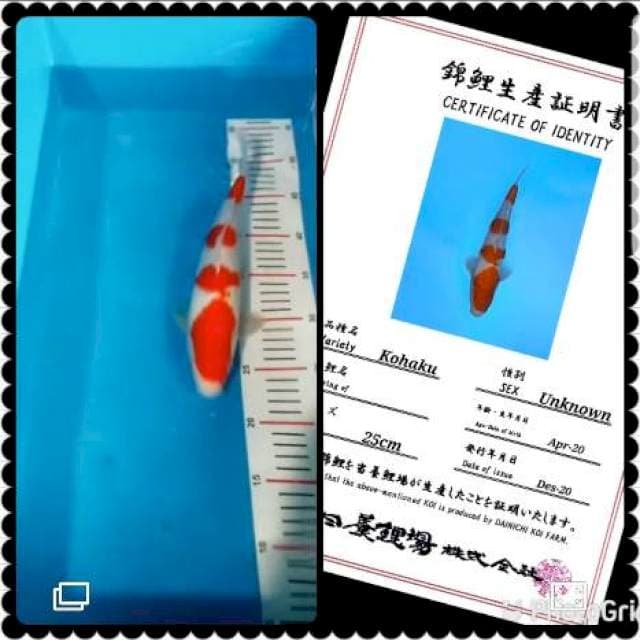 Kohaku show import dainichi 30bu superrr