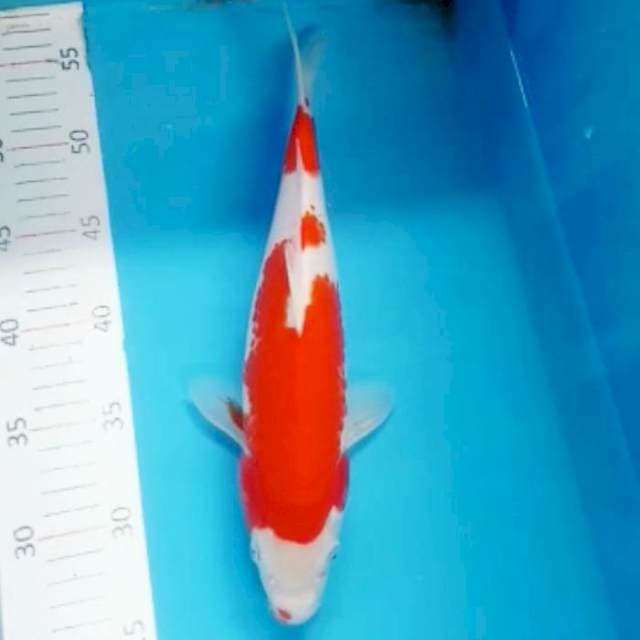 Kohaku