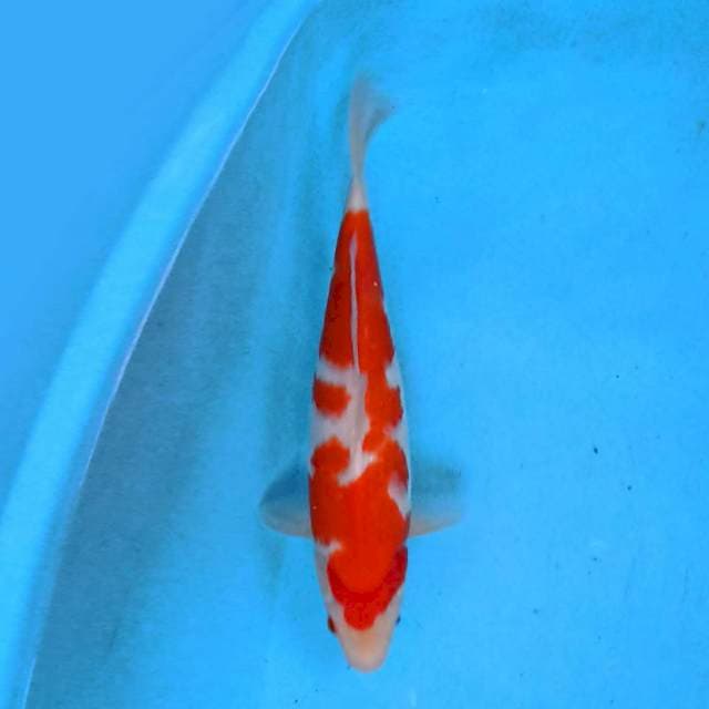 Kohaku 32 cm