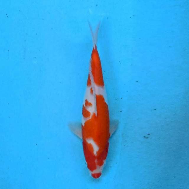 Kohaku 29 cm