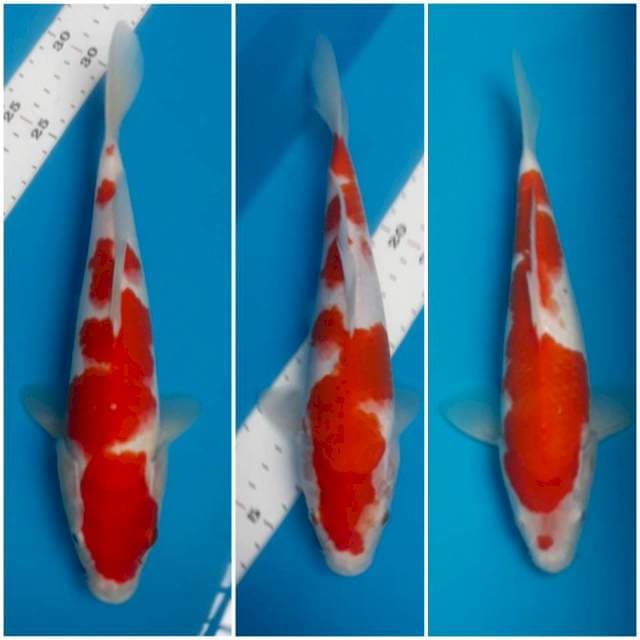 Kohaku 24-27 cm 3 ekor