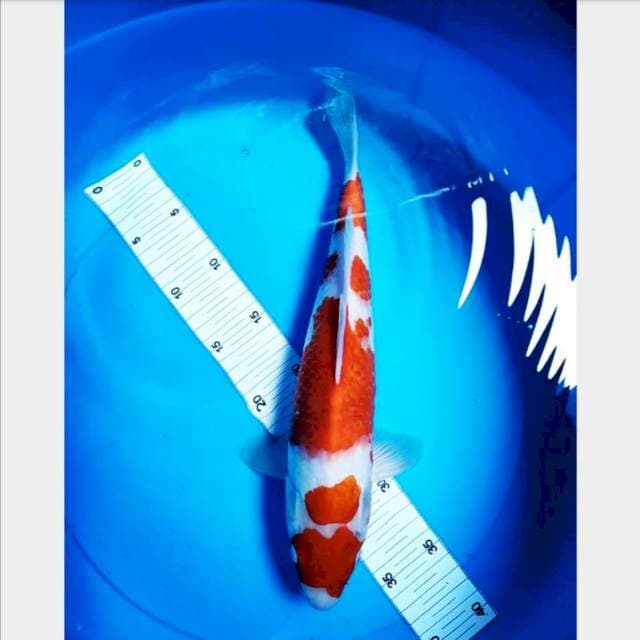 Kohaku