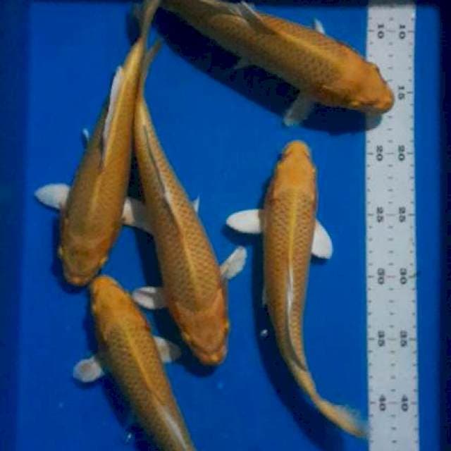 Yamabuki 25-26cm
