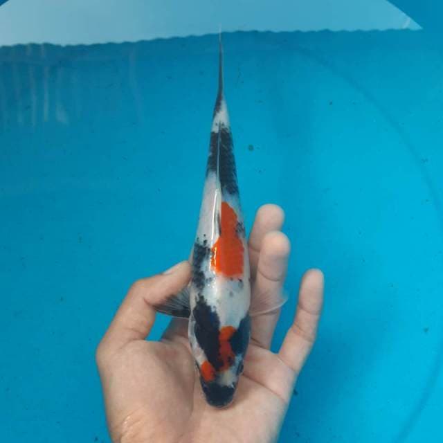 SHOWA MALE