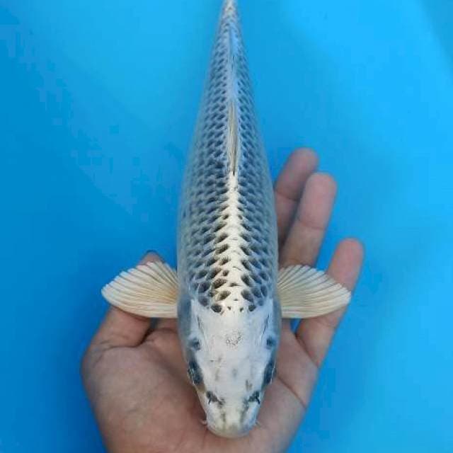Super collection gin mstsuba 28+cm
