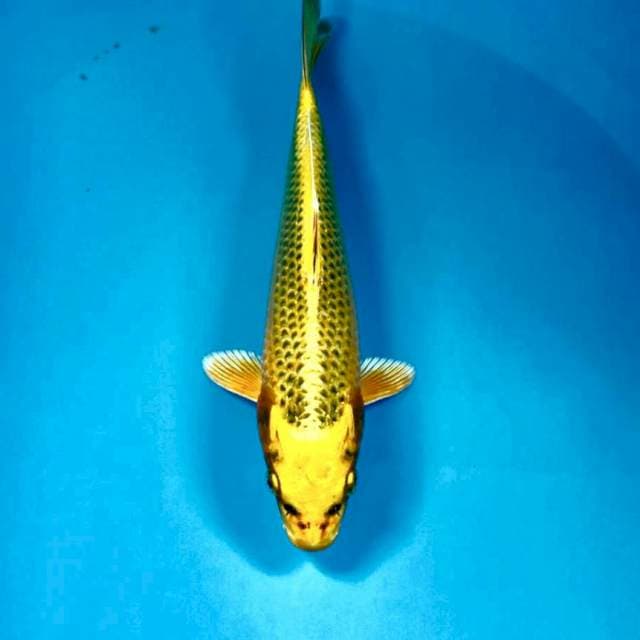 Kin Matsuba, 24 cm