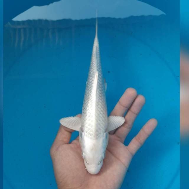 PLATINUM MALE