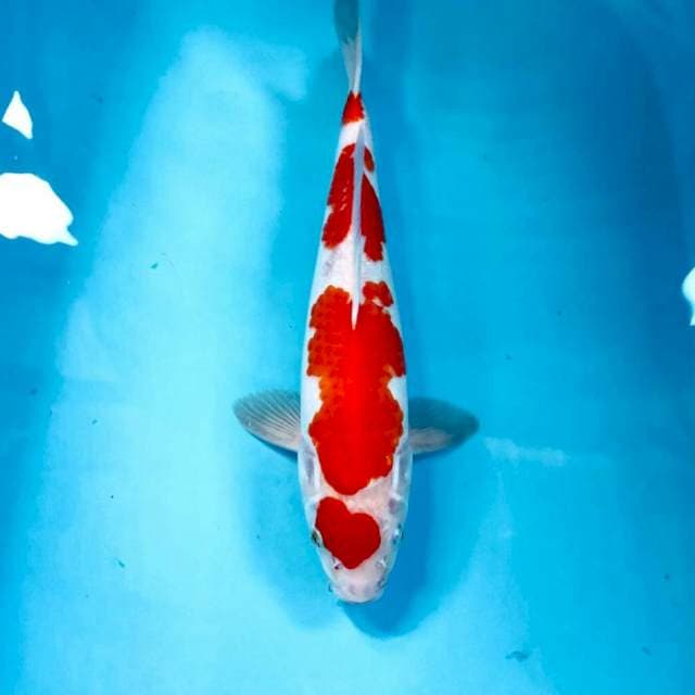 Kohaku, 32 cm