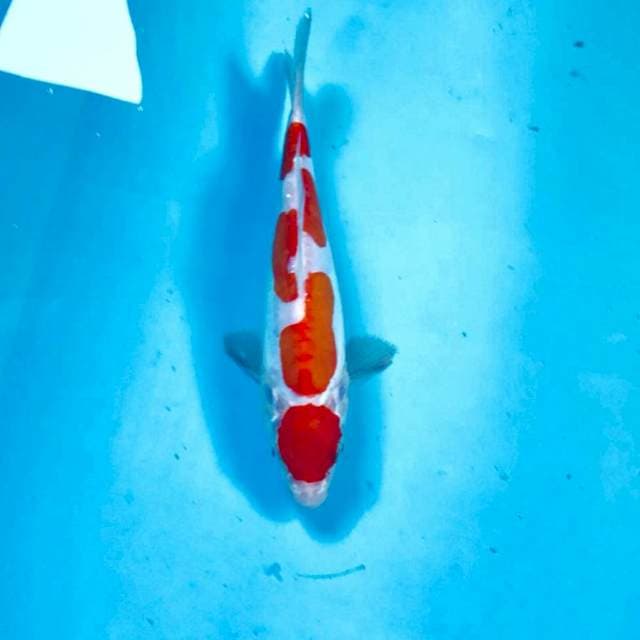 Kohaku Doitsu, 20 cm