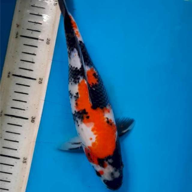 Showa 26cm female 