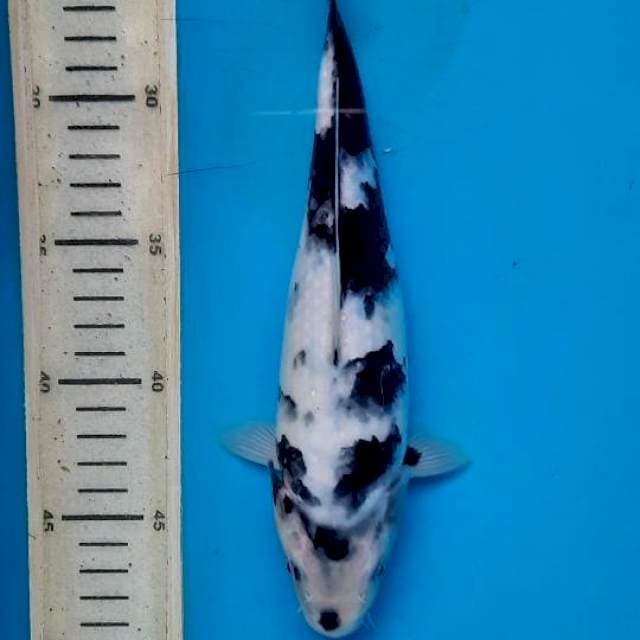 Shiro 25cm