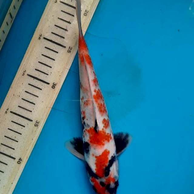 Showa 25cm 