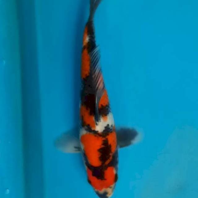 Showa 23cm
