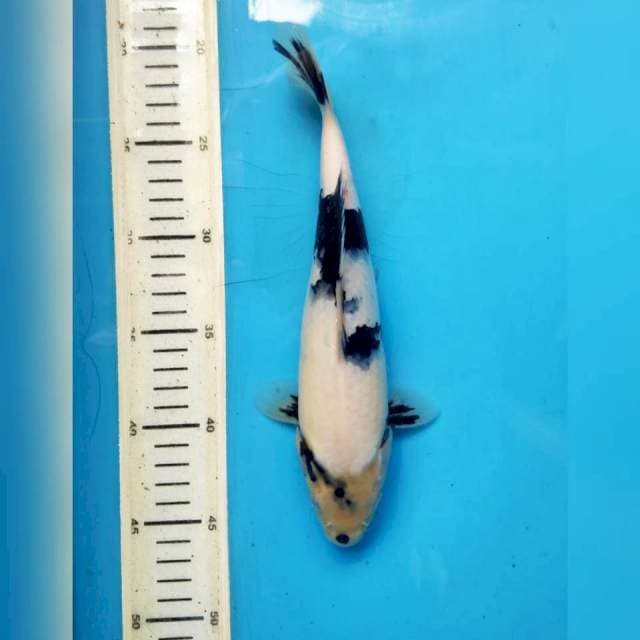 Shiro 26cm