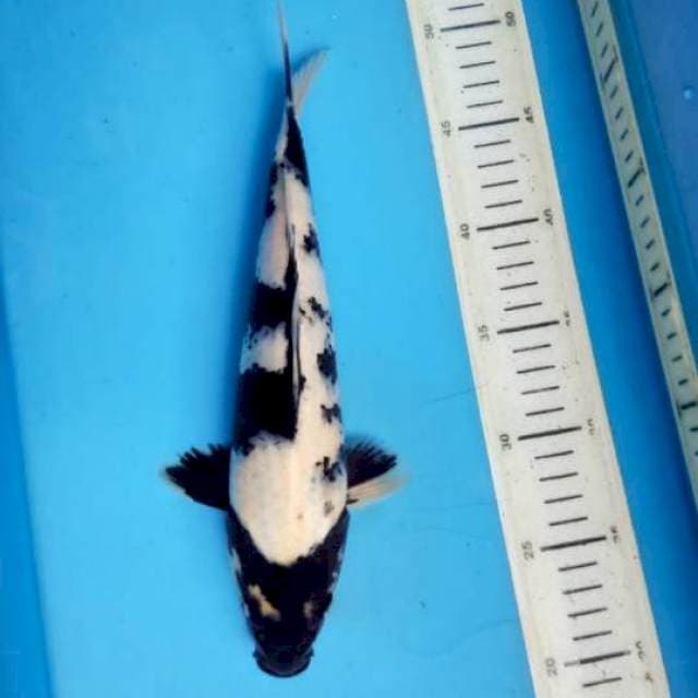 Shiro 30cm