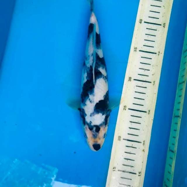 Shiro 27cm
