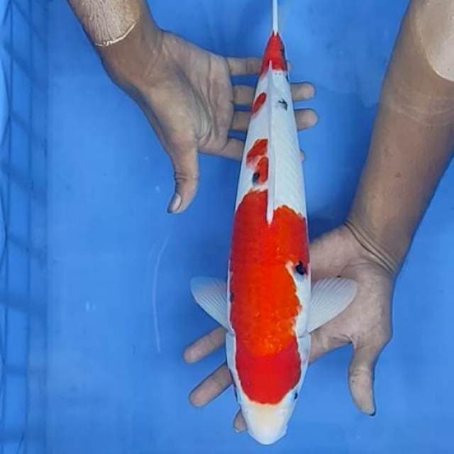 Sanke 38cm