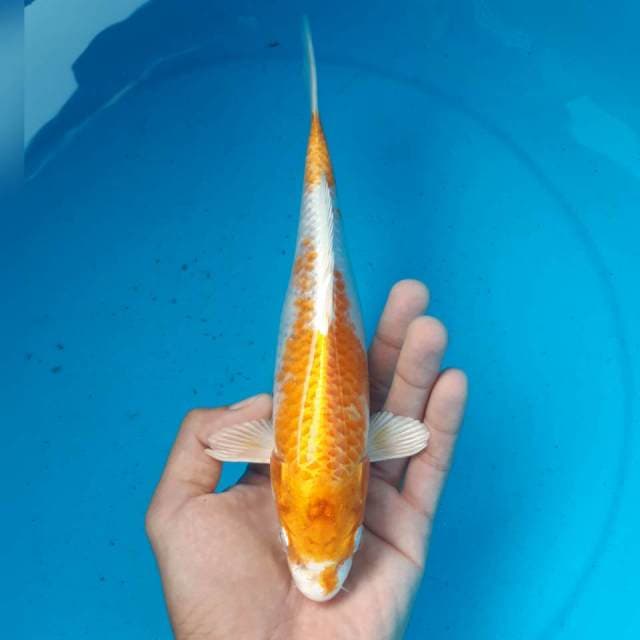 HARIWAKE