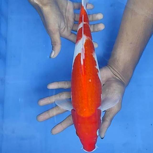 Kohaku 35cm
