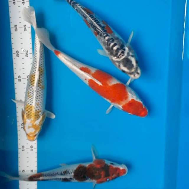 Paket mix 25-28cm