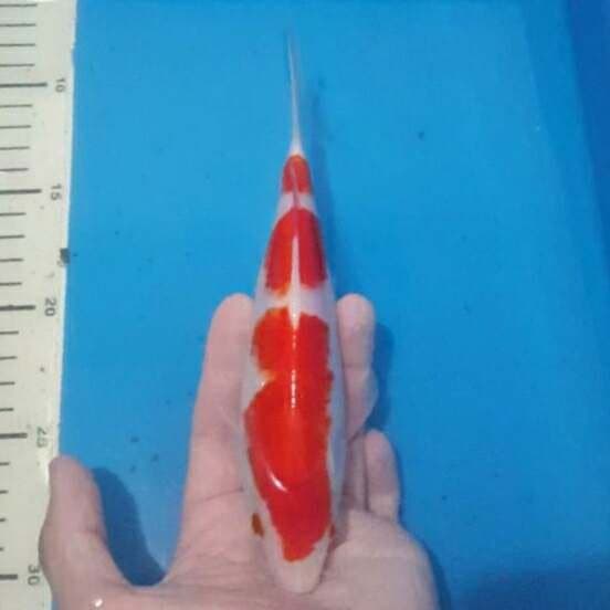 kohaku 3step super