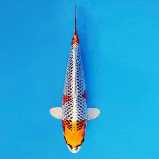 MAGOI 7 - Kujaku ®