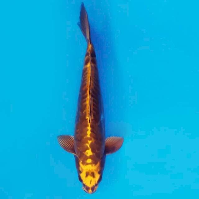 MAGOI 12 - Golden kawarimono ®