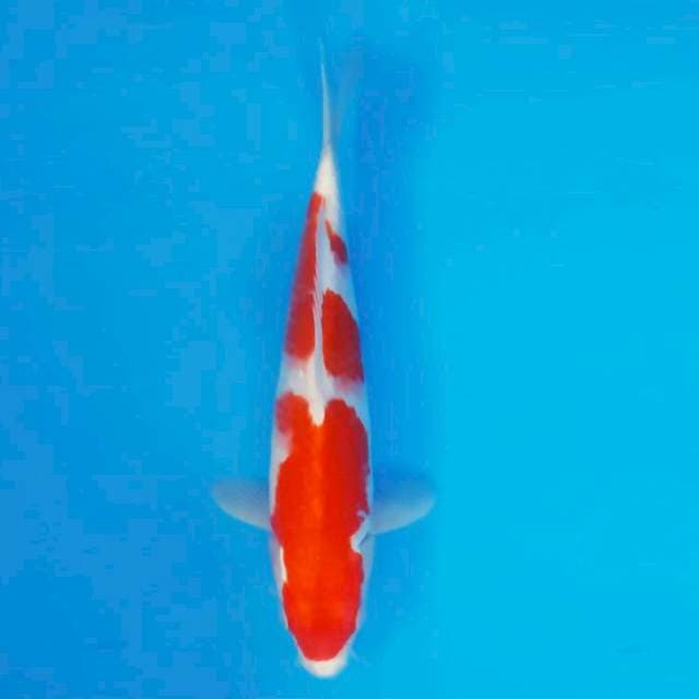 MAGOI 15 - Kohaku Hikari ®