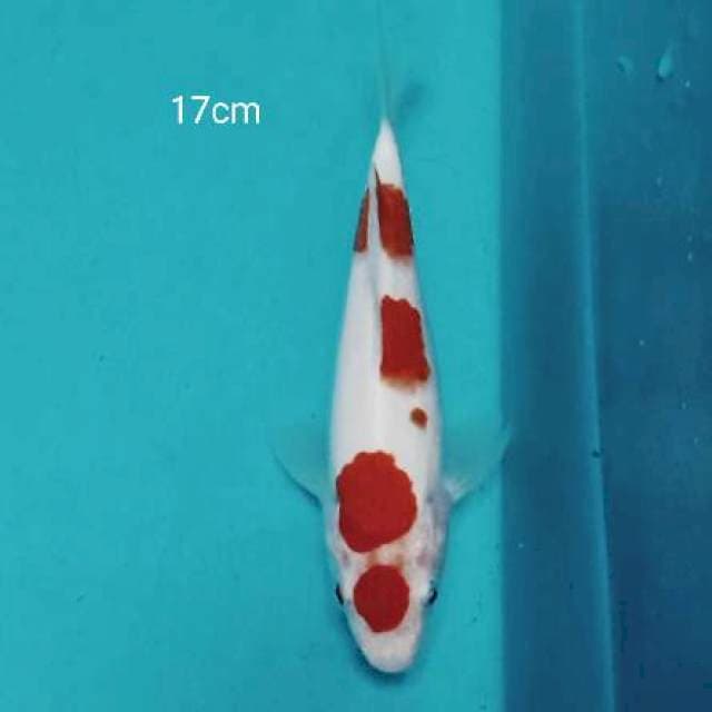 Maruthen Kohaku original 17cm