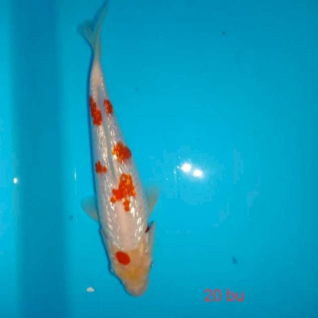 kohaku ginrin