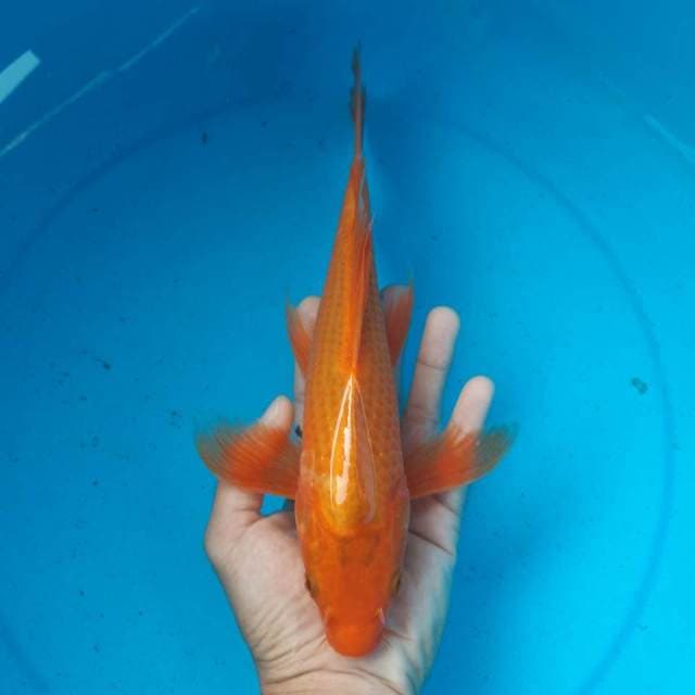 MATSUBA KUMPAI