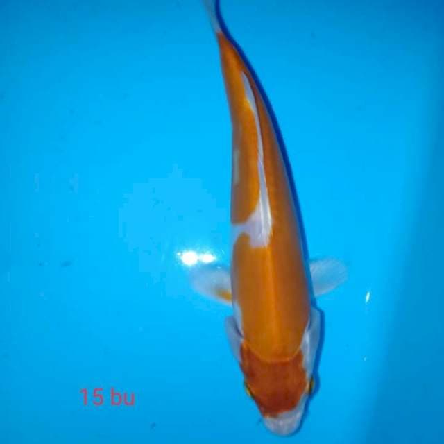 kohaku doits