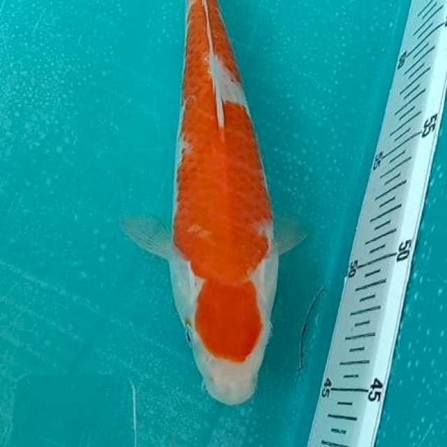 Kohaku