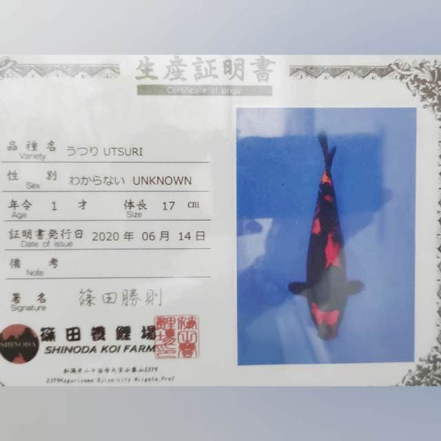 Hi Utsuri Shinoda 35 BU