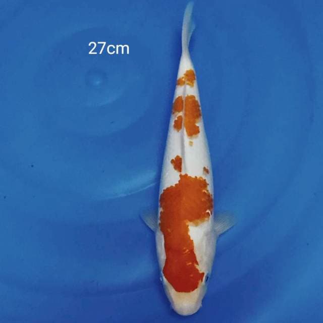 Kohaku