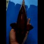 Chagoi tembaga 32 cm 