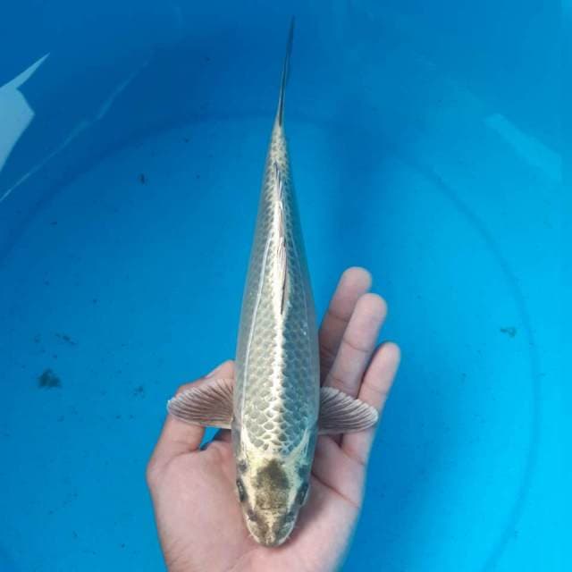 MUKASHI MALE