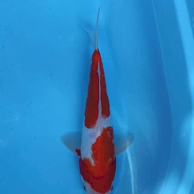 Kohaku Doitsu