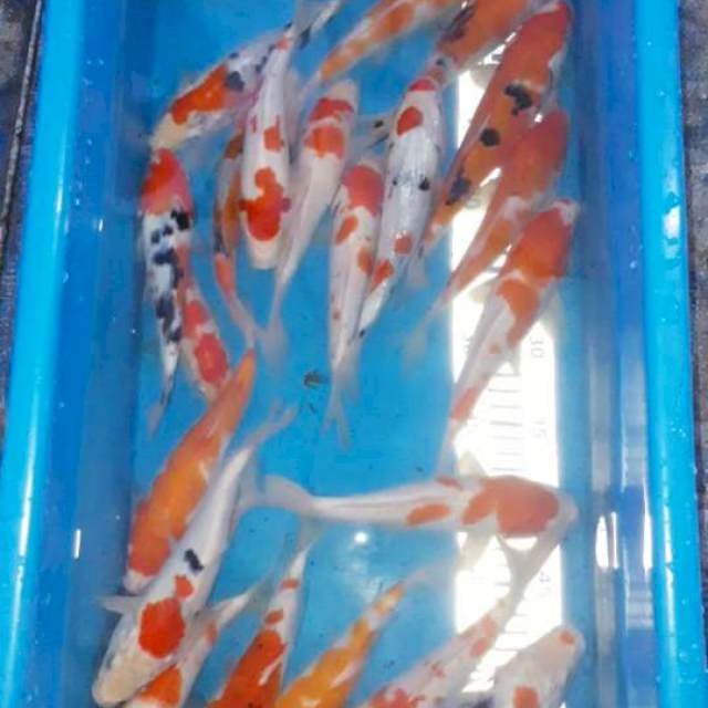 Paket 20 ekor 20-24 cm