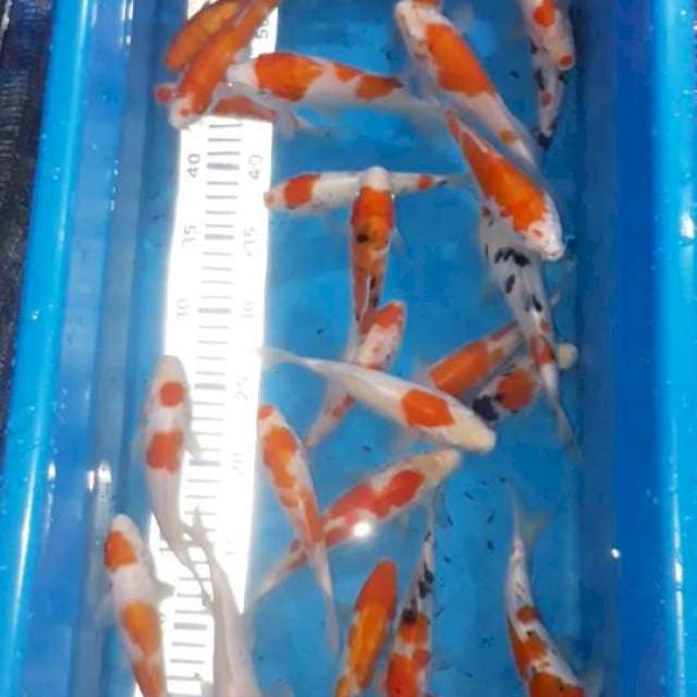 Paket 30 ekor 15-18 cm