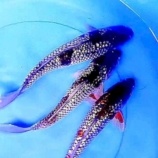3 Ochiba ginrin 30 cm 