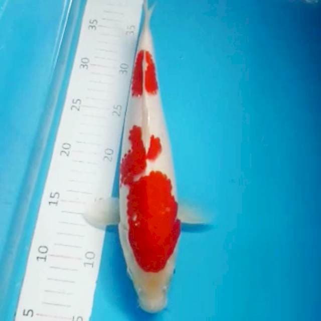 Kohaku