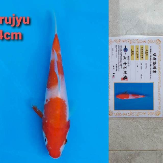 Marujyu kohaku 14cm certi