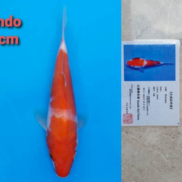 Kondo kohaku 19cm certi